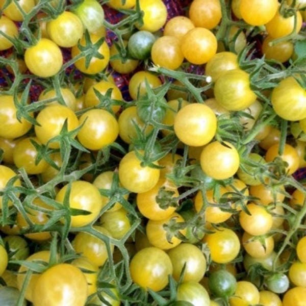 White Cherry Tomato Seeds / 30+ Heirloom Seeds Open-pollinated Fresh ...