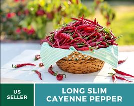 30 Seeds Cayenne Long Slim Pepper Seed Medicinal Herb Heirloom Capscium annuum - $19.23