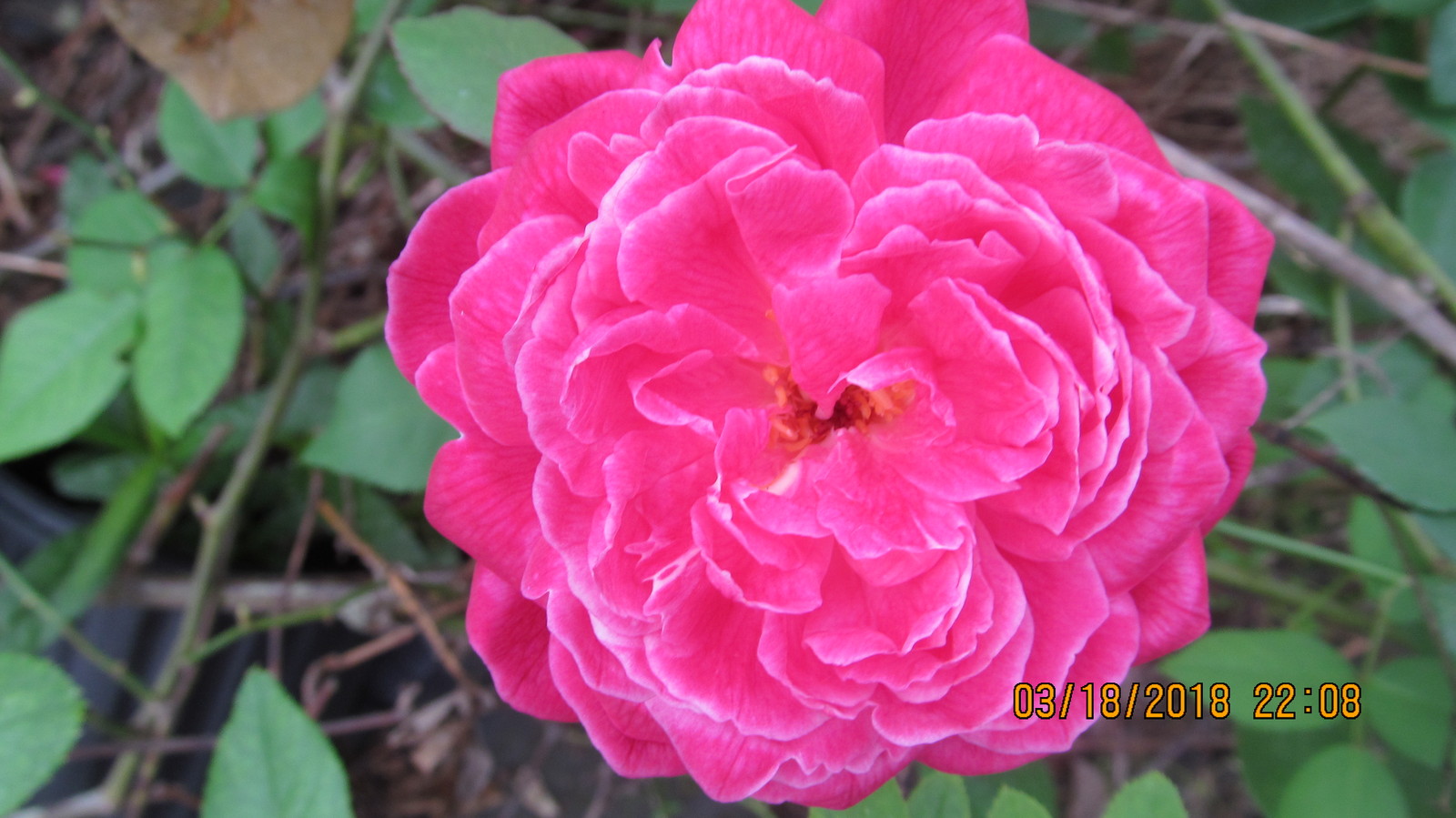 ROSE BUSHES PINK EVERBLOOMING SWEET HEART STRONG FRAGRANCE 2.5 INCH POT