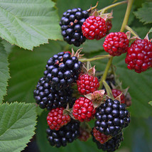 1 Non GMO Triple Crown Blackberry Plants - $29.99
