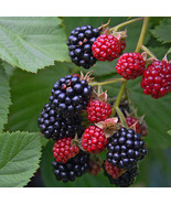 1 Non GMO Triple Crown Blackberry Plants - $29.99