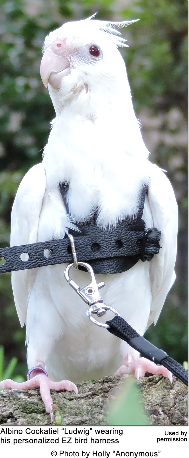 EZ Cockatiel Harness with 6 Foot Leash and 14 similar items