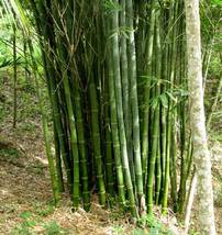 20 Seeds Male Calcutta Clumping Bamboo Dendrocalamus strictus - $22.95