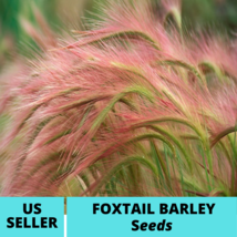 50Pcs Foxtail Barley Ornamental Grass Seeds Hordeum jubatum Seed - $18.75