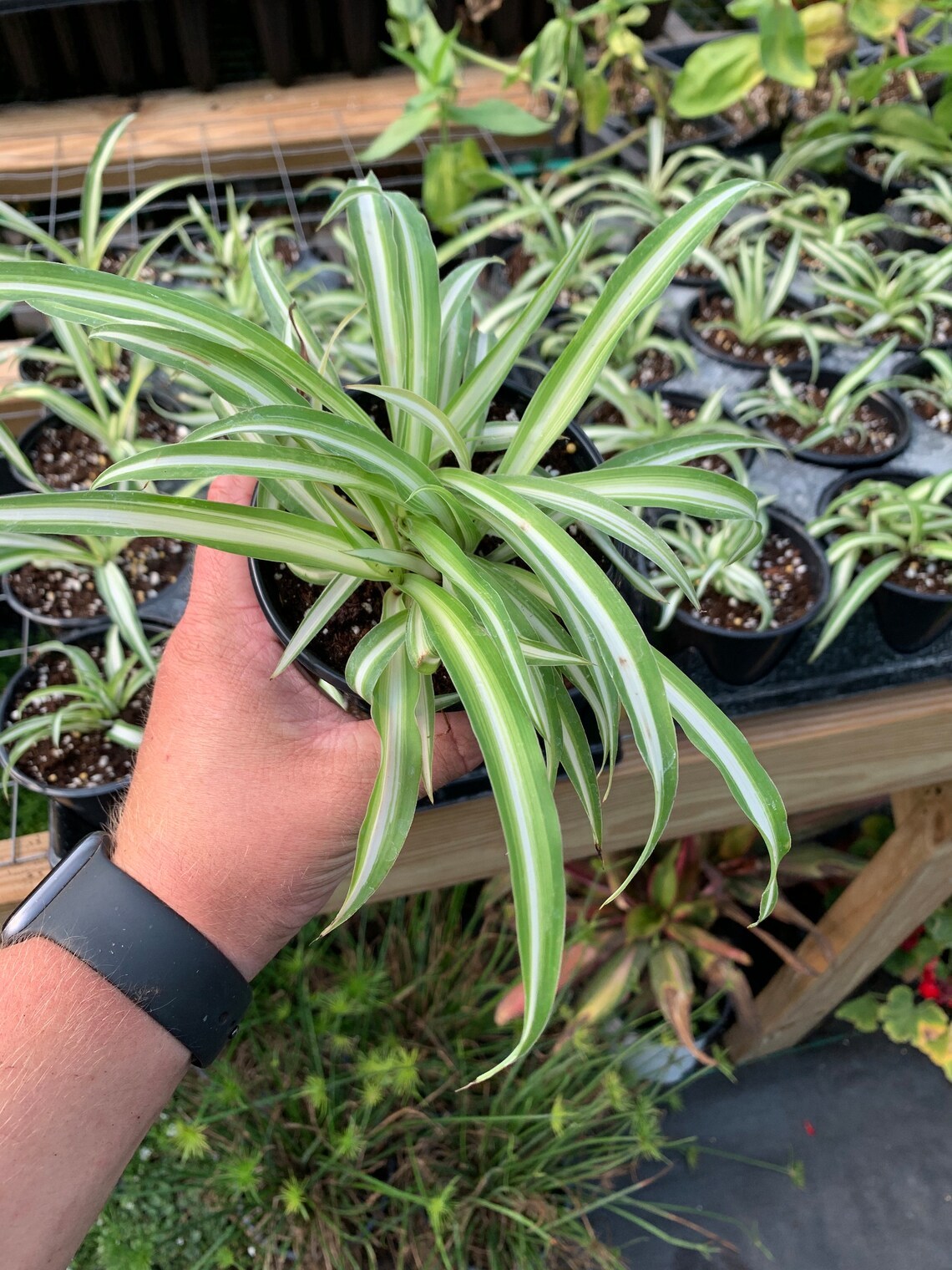 online sale discounts Spider Plant Houseplant 4´ pot live