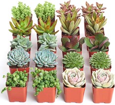 Live Succulent Plants   -   Variety Pack of Mini Succulents in 2" Pots image 1