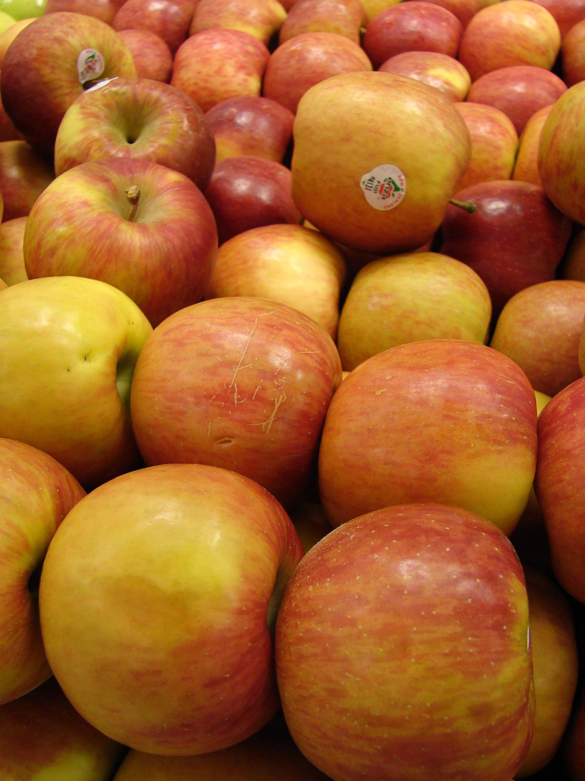 Fuji Apple, Malus pumila Fuji, Tree Seeds (Fast, Edible, Hardy) 20