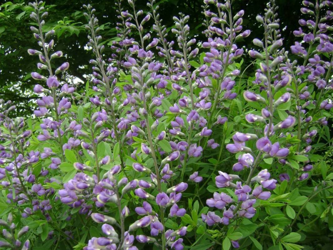 Mad-dog Skullcap Seeds - a perennial herb in the mint family . 200 ...