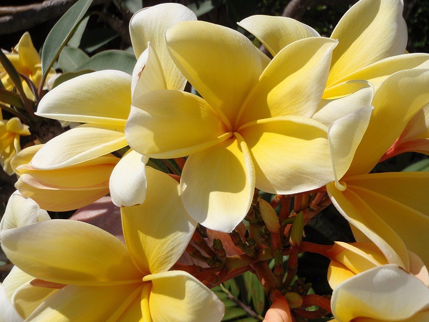 Set of 4 Cuttings 100 Hawaiian Plumeria Live Plant