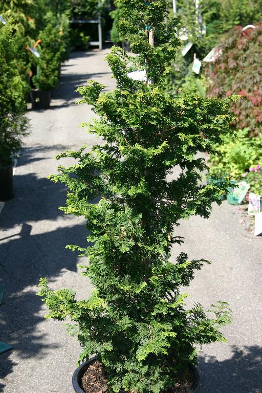 Live Plant Slender Hinoki False Cypress Trade Gallon Pot FREE SHIP