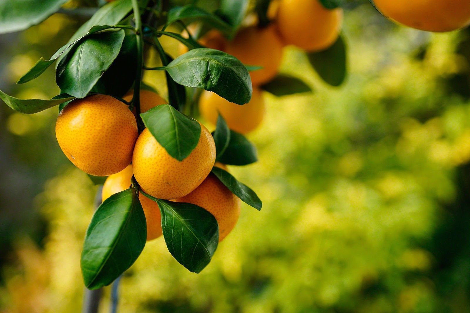 50 Seeds Bonsai seeds Orange Tree Bonsai
