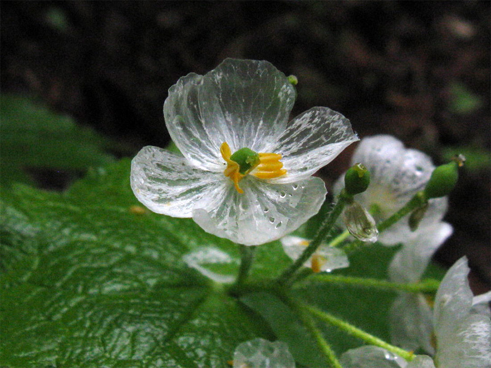 Skeleton Flowers Bonsai 15 Pcs Diphylleia Grayi Bonsai Rare Exotic