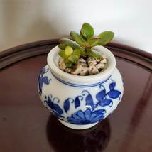 Tiny Blue and White Planter with Succulent, Upcycled Ginger Jar, Baby Jade Plant