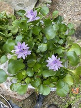 (12) Water Hyacinth Koi Pond Floating Plants Rid Algae LARGE Jumbo 5” - $57.00