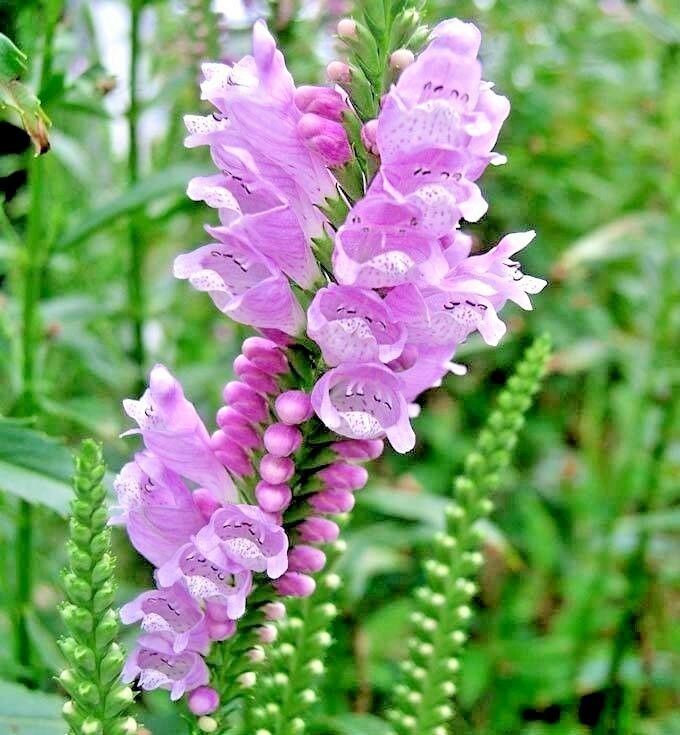75+OBEDIENT PLANT Seeds Native Wildflower Poor Soils Cut Flowers Deer