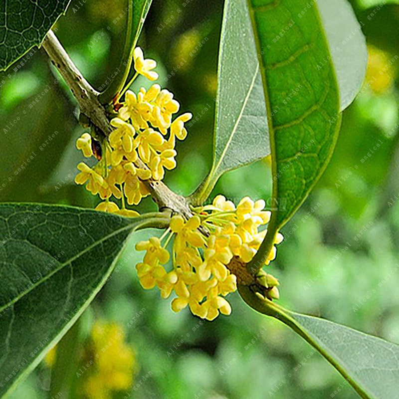 10 Osmanthus Seed Flower Seeds Bonsai Plants For Home Garden Exotic ...