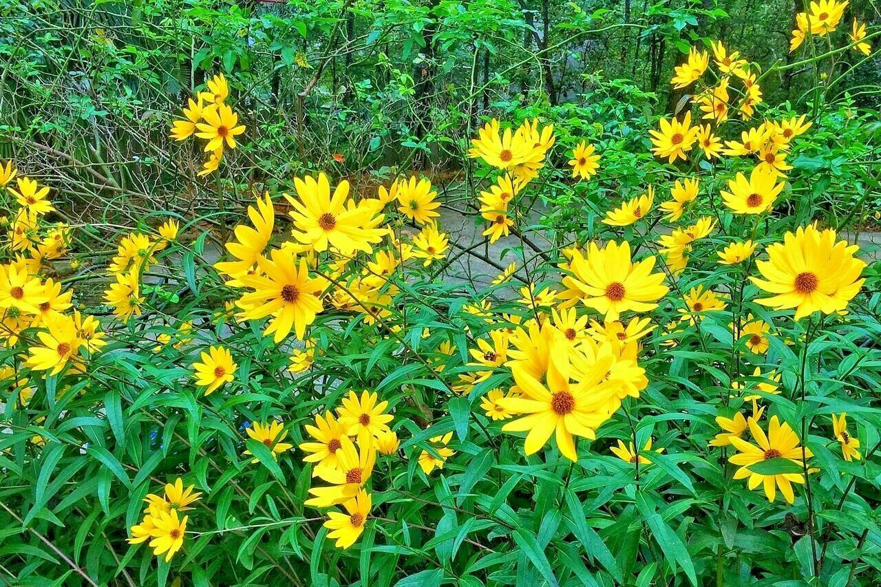 100+SWAMP SUNFLOWER Seeds Clumping Perennial Native Wildflower Salt