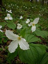 White Trillium 20 bulbs image 4