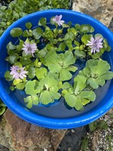 (7) MIX Water Hyacinth & Lettuce Koi Pond Floating Plants Algae LARGE Jumbo 6” - $33.25