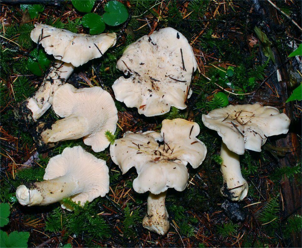 15 g Fresh WHITE CHANTERELLE Cantharellus Mushroom Spores Spawn Seeds