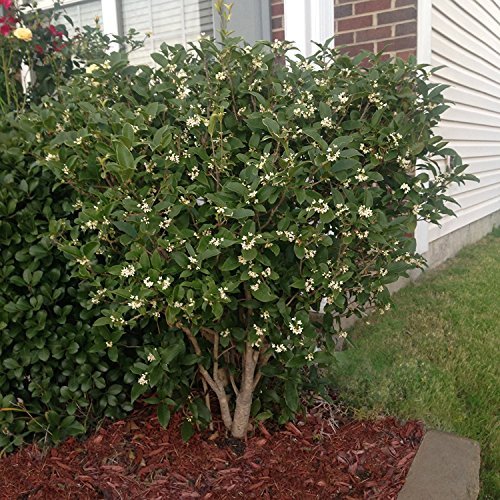Sweet Olive aka Osmanthus fragrans Live Plant Fit 5 Gallon Pot Trees