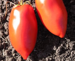 Non GMO -30 Seeds Polish Paste Tomato Heirloom Vegetable  - $8.99
