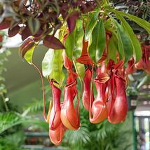 Nepenthes Alata Pitcher Carnivorous Plant 3-6 inches Bare root  - $32.99