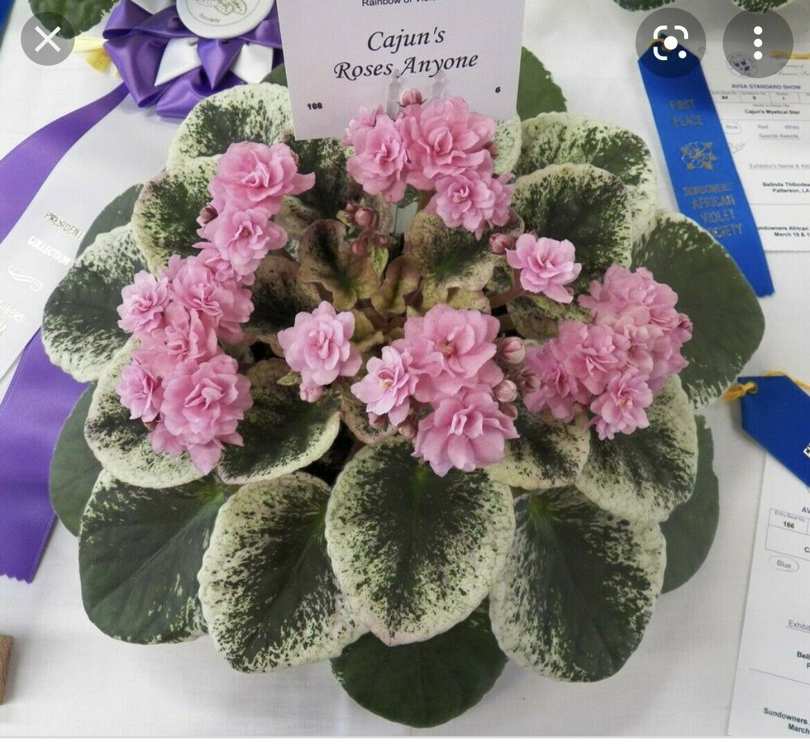 African Violet Cajun’s Roses Anyone Standard Starter Plant 2” Pot USA