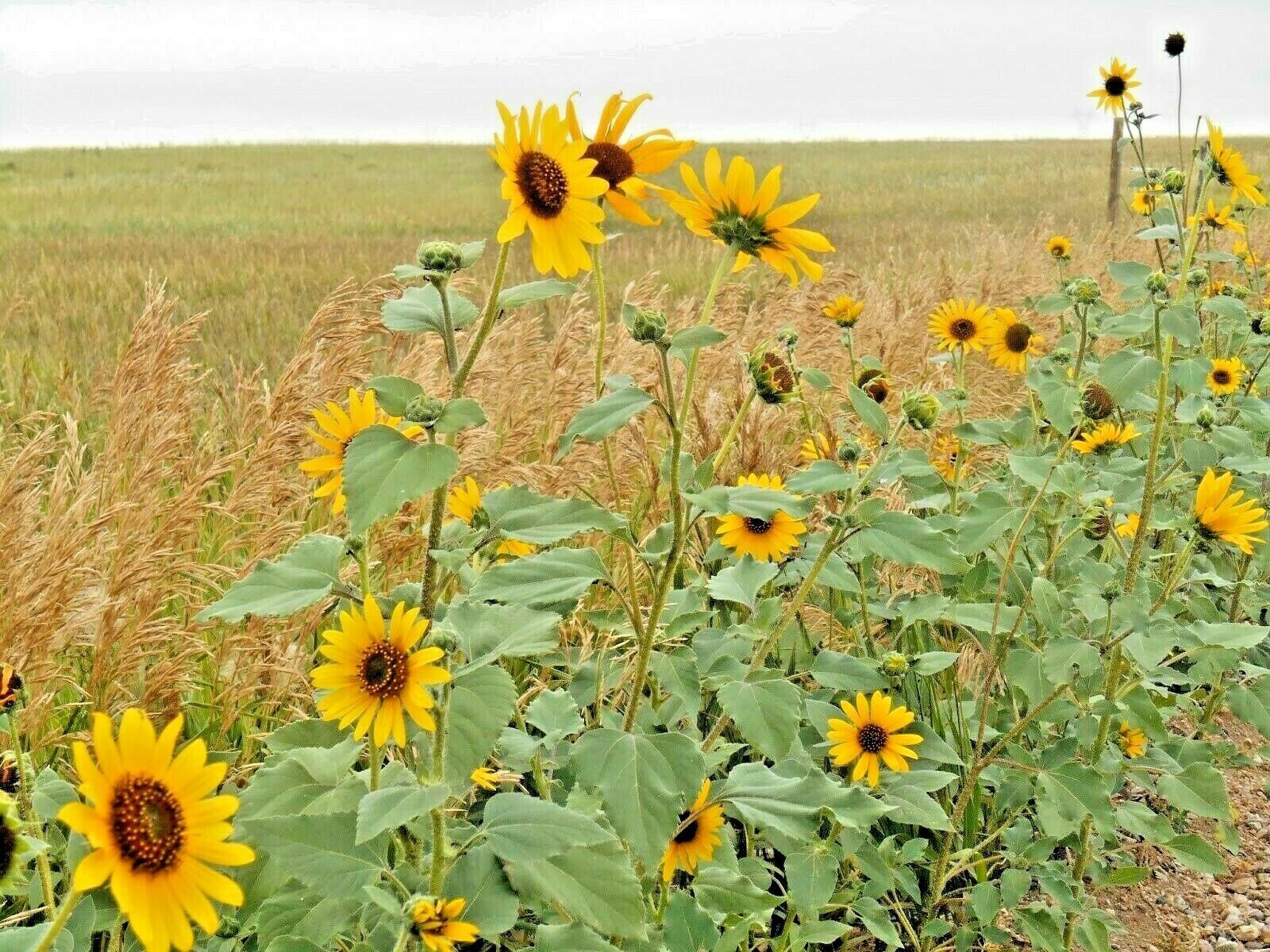 SHIPPED FROM Kansas State Flower Seeds
