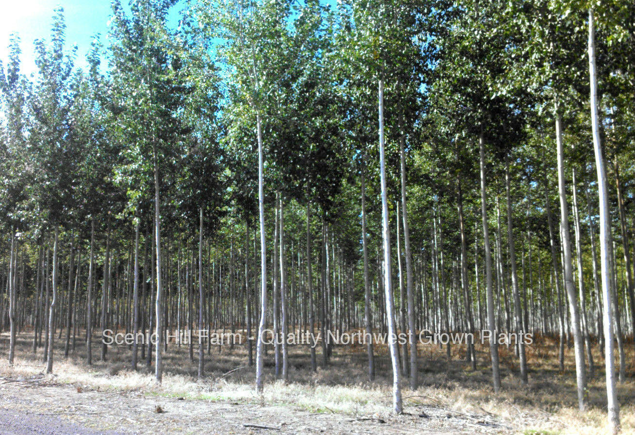 1 Hybrid Poplar Potted Trees 9 12" Quick Growing, Shade, Firewood