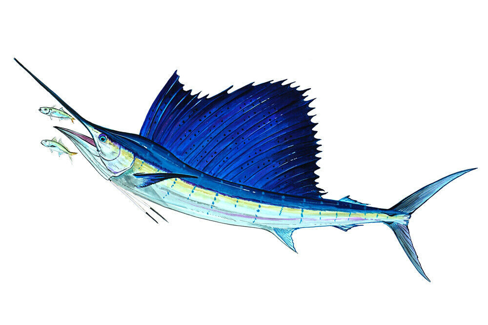 Sailfish Big Game Fish Vinyl Decal sticker - Car Truck ATV Boat Cooler ...