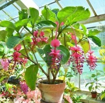 Medinilla Myriantha Malaysian Orchi Live Flowering Plant Malaysian Grapes - $34.50