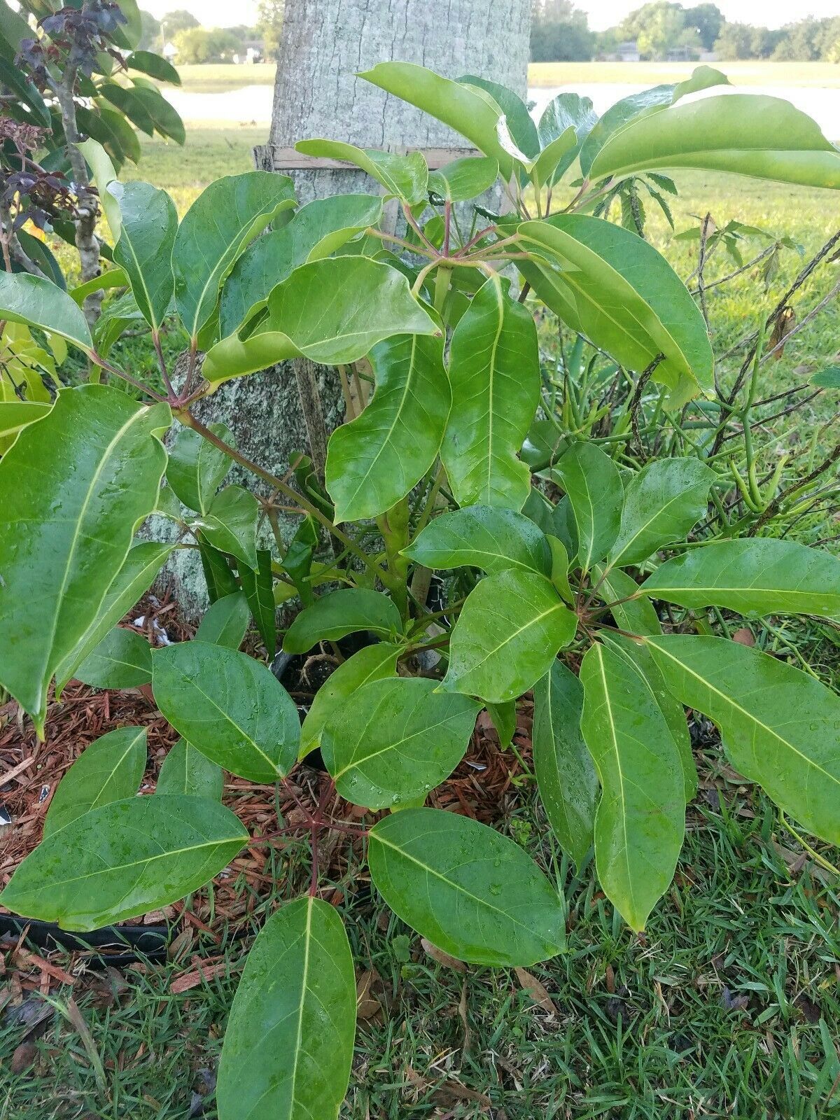 Umbrella Tree Amate Plant Schefflera Actinophylla Live Rooted