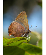 Western Brown Elfin butterfly, A. Rose Designs (tm) note card - $5.95+