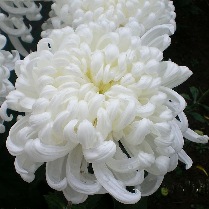 Chrysanthemums Seeds