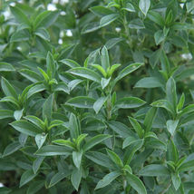 SHIP FROM US 500 Mg ~800 SEEDS - SUMMER SAVORY HERB SEEDS - NON-GMO, TM11 - $16.44
