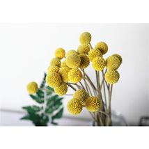 10 Billy Buttons Flower Seeds #SHN21 - $21.17