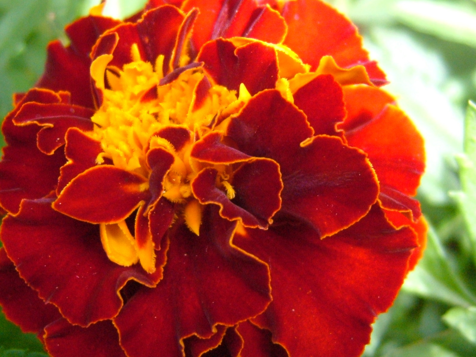 02 French Marigold Live Flower plants for sale - Perennials