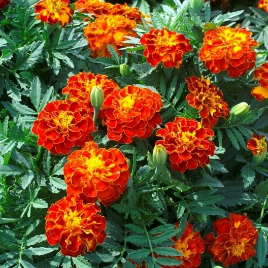 02 French Marigold Live Flower plants for sale Perennials