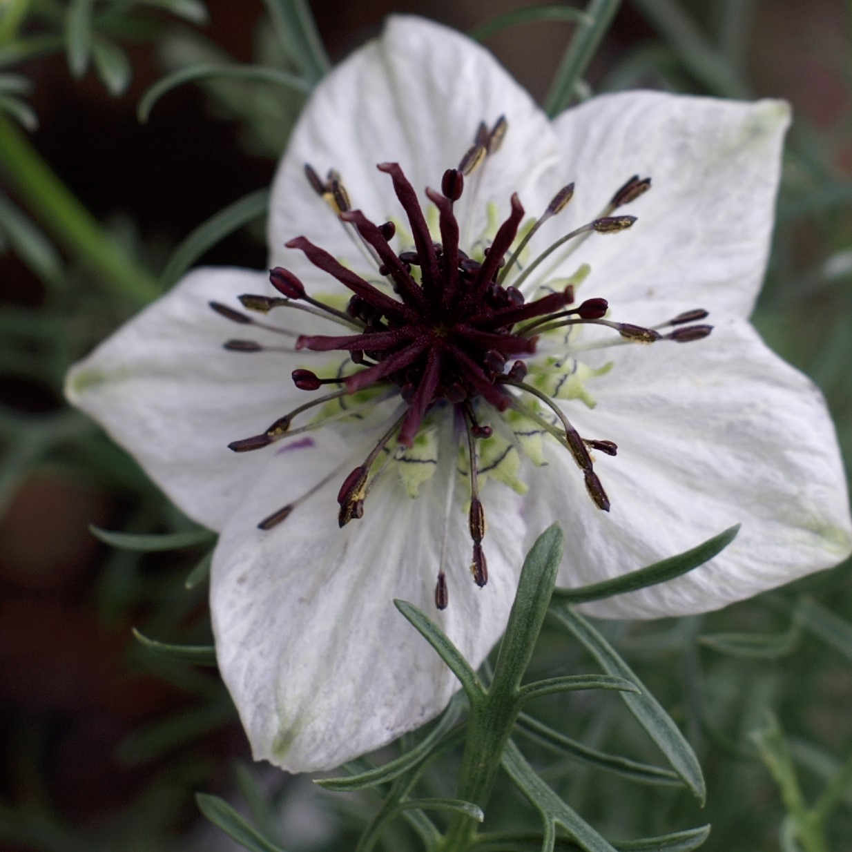 List 95+ Pictures Nigella Sativa Plant Pictures Updated