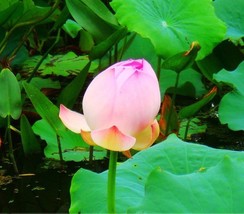 1 seeds Heirloom Fragrant Ball Pink Nelumbo Nucifera Lotus Flower Seeds - $9.16