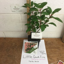 Little QUICK FIRE®  Hydrangea petite shrub qt pot image 4