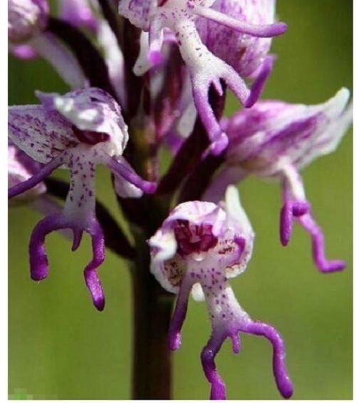 20 PCS Dancing Monkey Face Orchid Seeds Rare Bonsai Flower Plant Exotic
