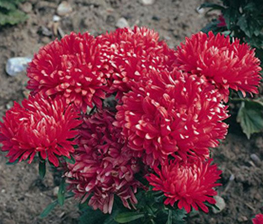 ASTER MILADY BLUE DWARF Callistephus Chinensis 200 Bulk Seeds