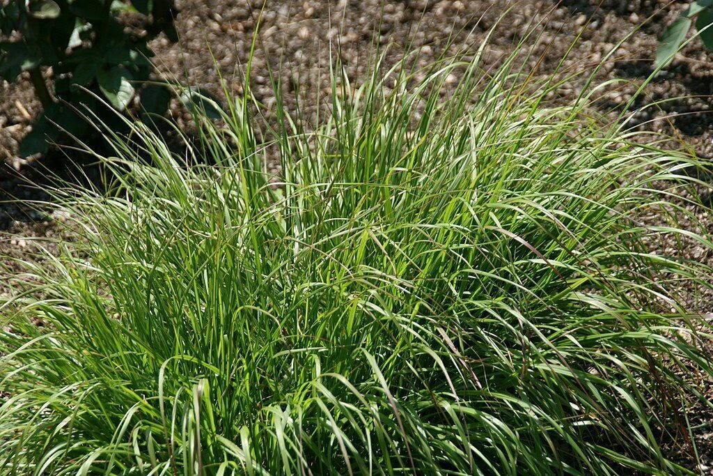 white fountain grass 203 seeds, hardy ornamental grass, PENNISETUM ...