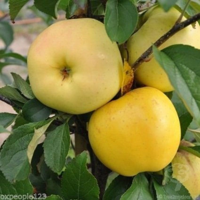 Apple Tree Seeds Pink Lady Fuji Gala Honey Crisp Golden Delicious