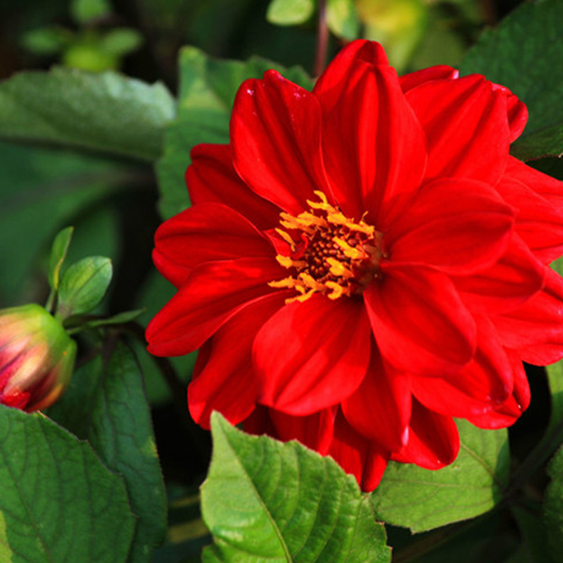 50 Red Dahlia Seed Dahlia Pinnate Beautiful Garden Flowers Home and ...