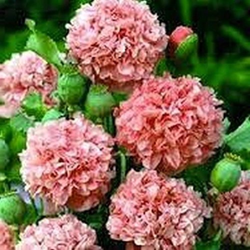 100 Peony Poppy (Frosted Salmon) Seeds Other Seeds & Bulbs