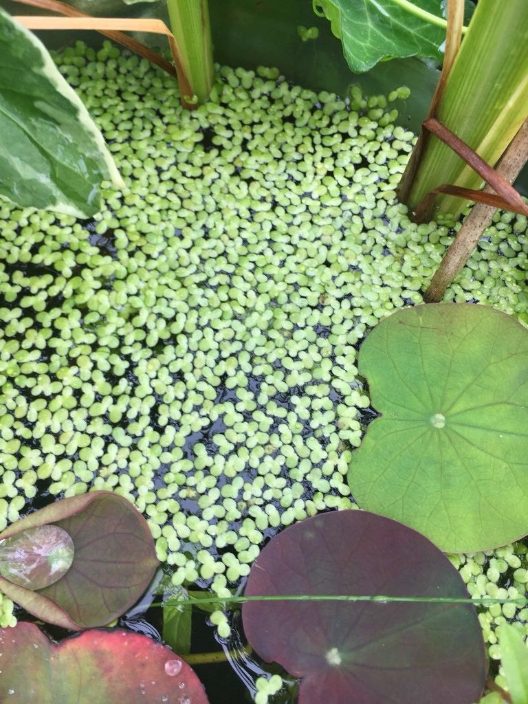 Duckweed Floating Pond Plants Green water control plants Koi fish Food