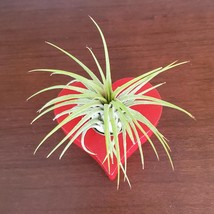 Air Plant in Red Heart Holder, Airplant Pot, Wooden Stand, Plant Lover Gift image 3